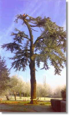 tree surgeon worcestershire